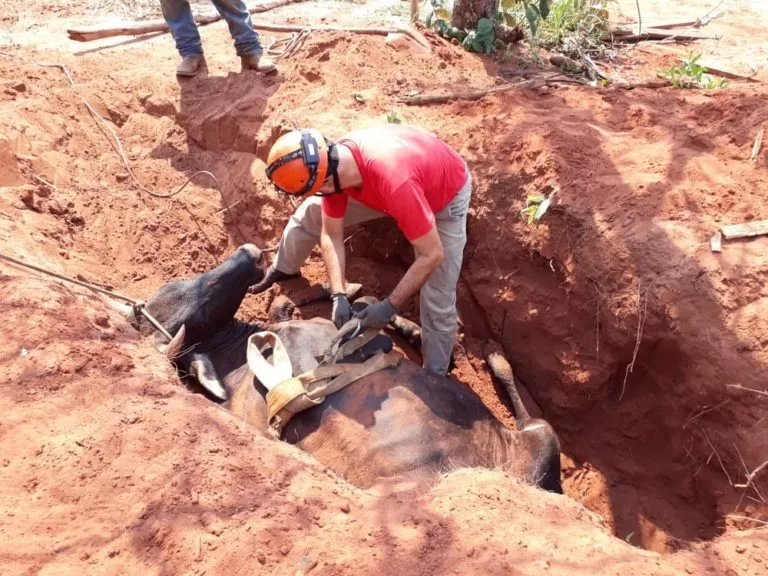 Vaca de 300 kg cai dentro de formigueiro e é resgatada por bombeiros em MS