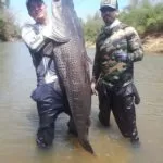 Amigos pescam pintado de 1,60 m e 50 quilos no Rio Miranda