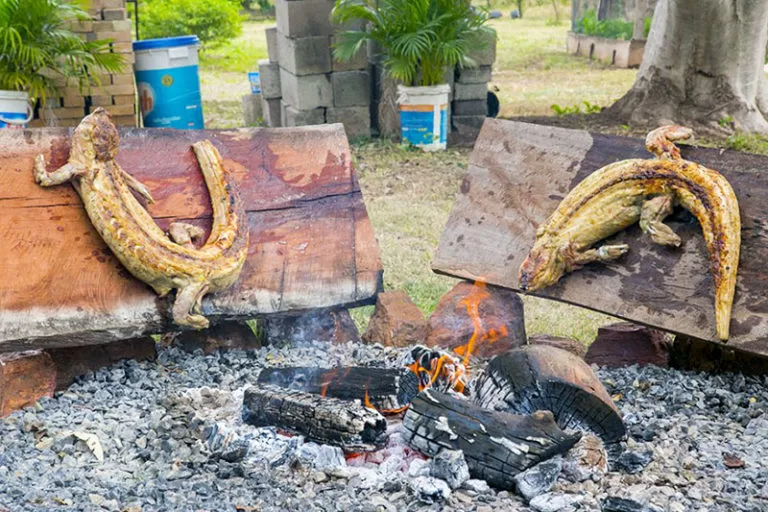FEGASA vai potencializar carne do jacaré como iguaria típica de Corumbá