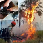 Filhotes de gatos são resgatados de incêndio pelos bombeiros em Corumbá