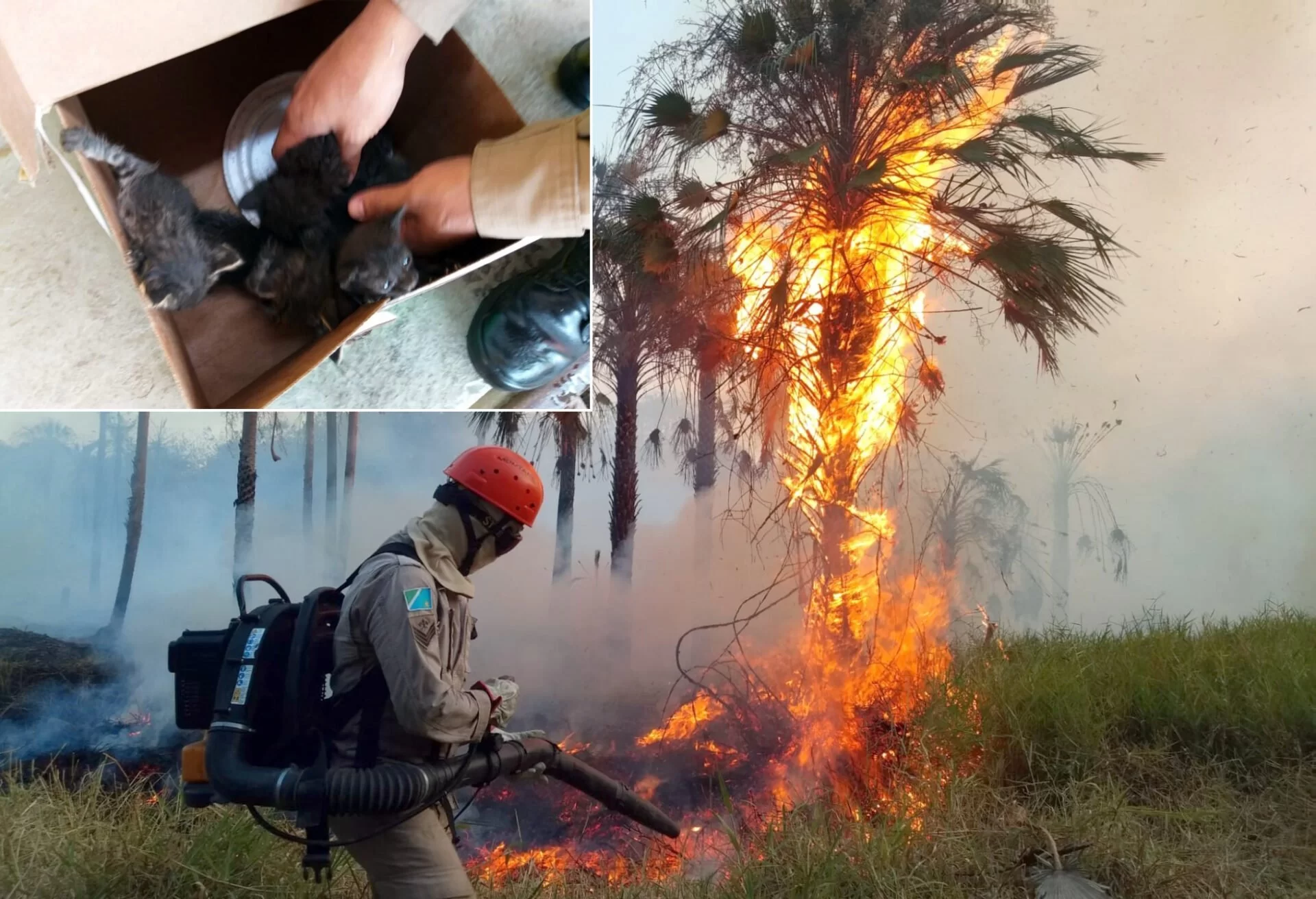 No momento, você está visualizando Filhotes de gatos são resgatados de incêndio pelos bombeiros em Corumbá