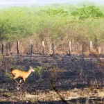 Área queimada no Pantanal chega a 122 mil hectares e força-tarefa intensifica combate