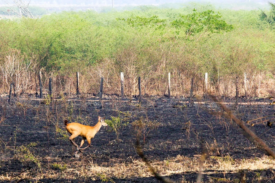 No momento, você está visualizando Área queimada no Pantanal chega a 122 mil hectares e força-tarefa intensifica combate