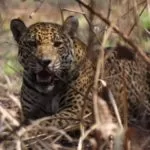 Onças voltam a aparecer em cenário devastado pelo fogo no Pantanal