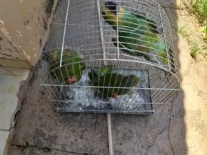 Leia mais sobre o artigo Mulher é multada por cortar asas de papagaios e mante-los presos em gaiolas