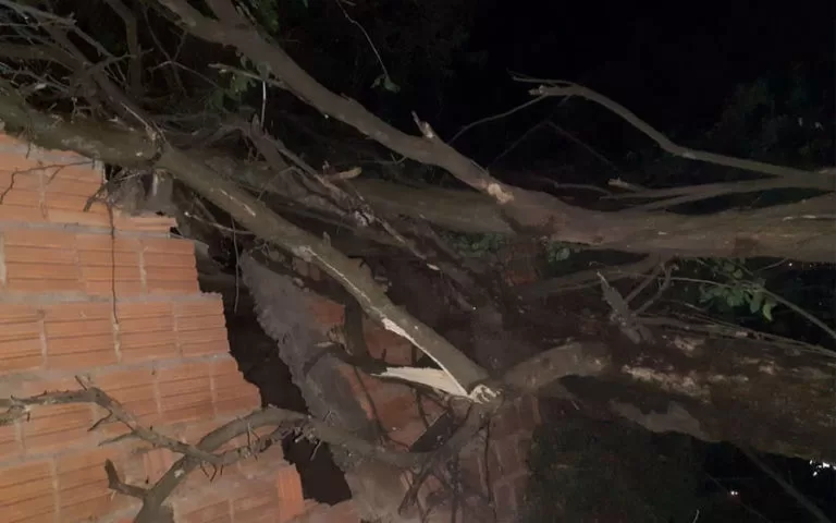 Queda de árvore provoca danos em estrutura de casa no Popular Velha