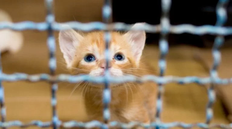 Em requerimento, vereador pede a construção de nova sede do CCZ em Corumbá