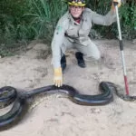 Cobra com 6 metros de comprimento e 70 kg é capturada em fazenda de Goiás