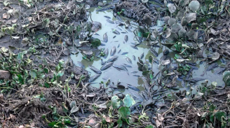 Chuva traz alívio para queimadas no Pantanal, mas Defesa Civil permanece em alerta