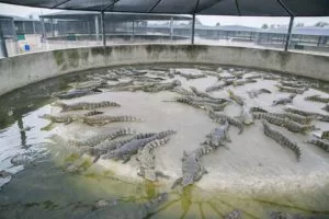 Leia mais sobre o artigo FEGASA abre inscrições para visita técnica à frigorífico de carnes de jacarés