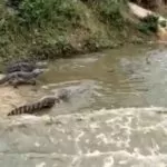 Vídeo de trator passando por ninho de jacaré em MS causa discussão no perfil de Joice Hasselmann