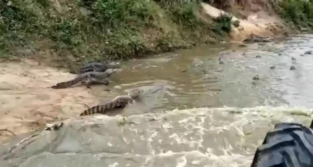 No momento, você está visualizando Vídeo de trator passando por ninho de jacaré em MS causa discussão no perfil de Joice Hasselmann