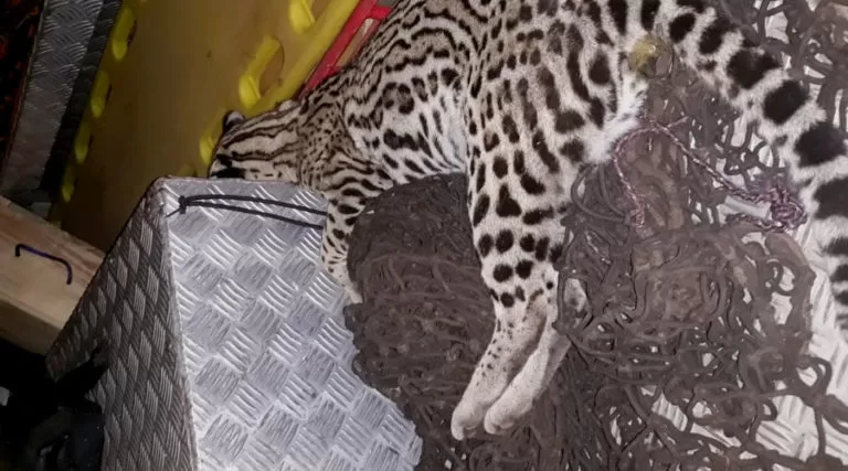 Jaguatirica encontrada sem vida