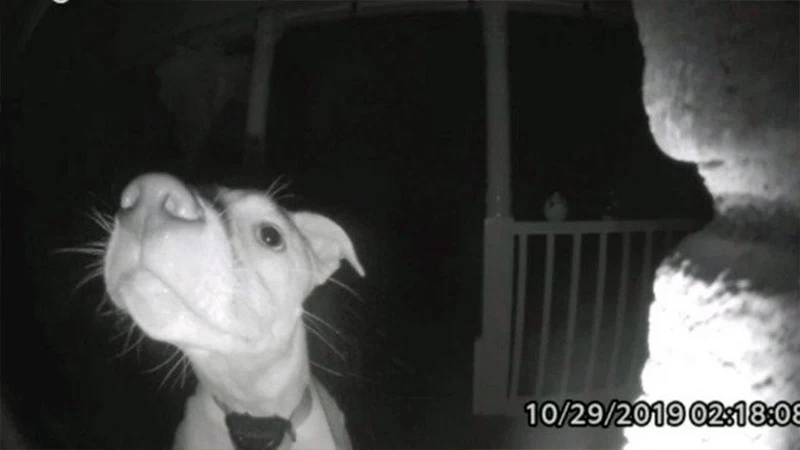 Leia mais sobre o artigo Cachorro toca campainha para avisar aos donos que ficou trancado fora de casa; vídeo