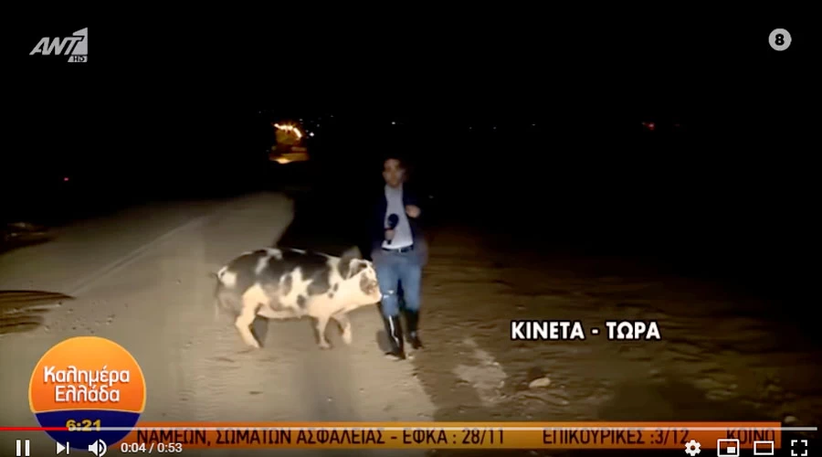 Leia mais sobre o artigo Repórter é perseguido por porco em programa de TV Ao Vivo na Grécia