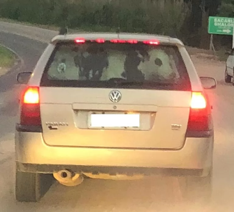 No interior do Paraná, motorista é flagrado transportando uma vaca dento de carro