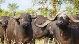 Leia mais sobre o artigo Mulher é resgatada pela Marinha após ser atacada por manada de búfalos no Pantanal