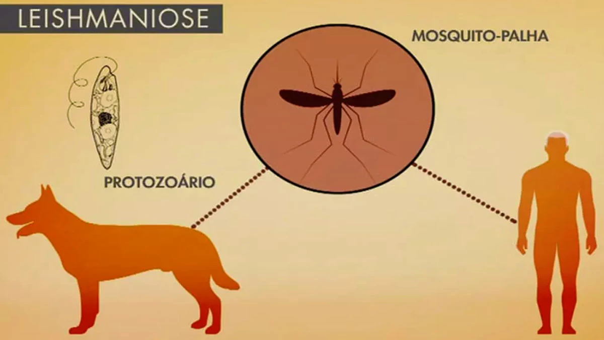 Leishmaniose em Corumbá