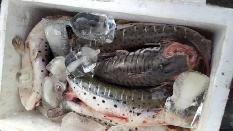 Bolivianos são presos por pesca predatória no Pantanal