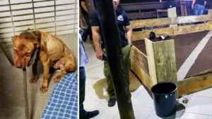 Leia mais sobre o artigo Voluntários de ONGs resgatam cães que participavam de ‘rinha’ em SP