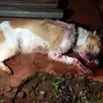 Cachorra é morta a pauladas enquanto procurava comida em lixo de moradora