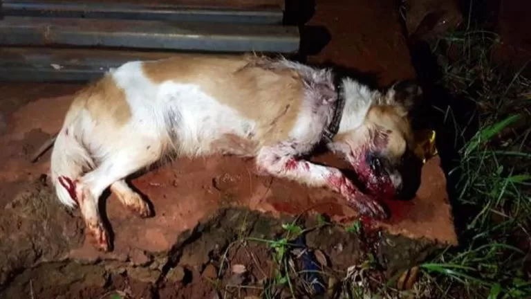 Cachorra é morta a pauladas enquanto procurava comida em lixo de moradora