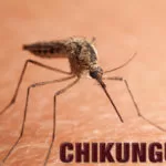 Chikungunya: Mato Grosso do Sul tem recorde de casos e três mortes em 2023