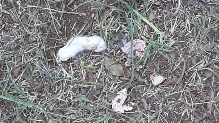 Maus-tratos: Gatos são encontrados decapitados e mutilados em MS