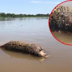 Pesquisadores do IHP encontram onça-pintada morta a tiros no Pantanal