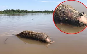 Leia mais sobre o artigo Pesquisadores do IHP encontram onça-pintada morta a tiros no Pantanal