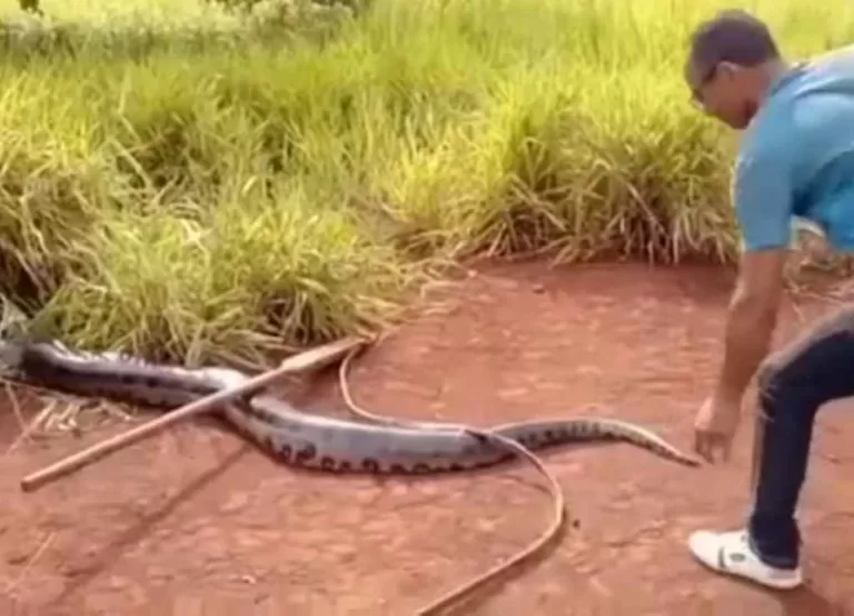 VÍDEO: Sucuri ‘gigante’ de 7 metros é encontrada em hidrelétrica