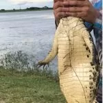 Guia de turismo que capturou jacaré e exibiu no Facebook é multado em MS: ‘Agrediu a natureza’