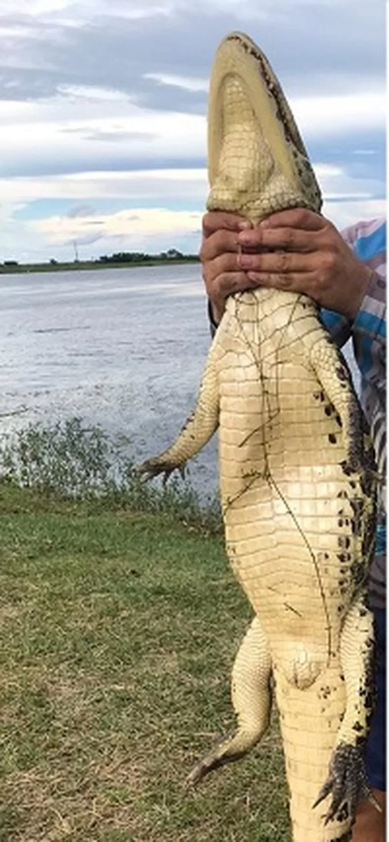 Guia de turismo que capturou jacaré e exibiu no Facebook é multado em MS: ‘Agrediu a natureza’
