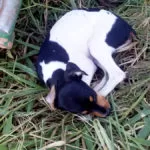 Garis ouvem ‘choro’ e filhote é salvo minutos antes de ser prensado em caminhão