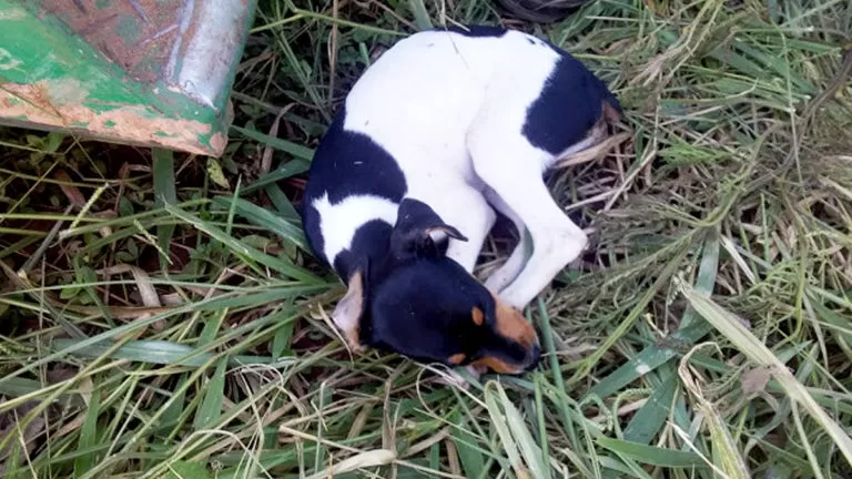 Garis ouvem ‘choro’ e filhote é salvo minutos antes de ser prensado em caminhão