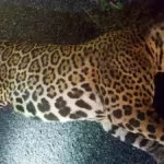 Onça-pintada de 140 quilos morre atropelada na BR-262