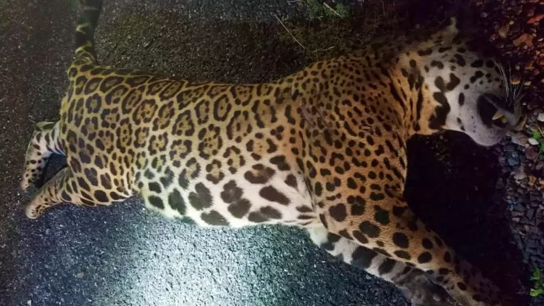 Onça-pintada de 140 quilos morre atropelada na BR-262