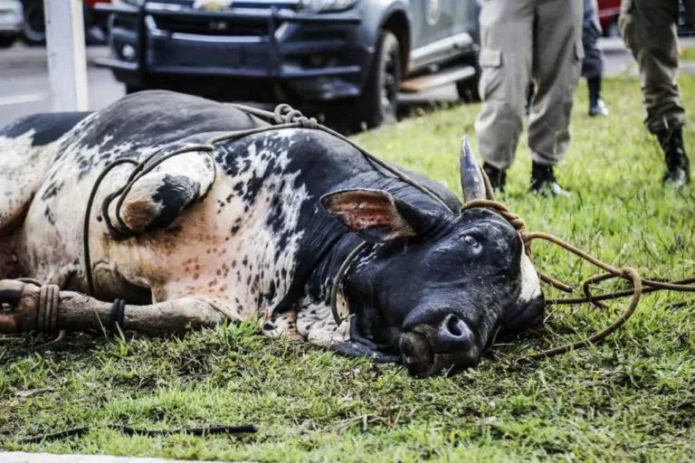 Touro descontrolado deixa duas pessoas feridas em Campo Grande