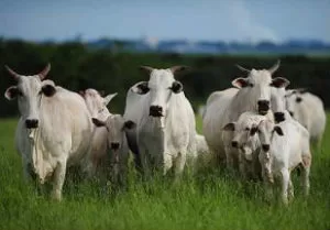 Leia mais sobre o artigo Atenção: pecuaristas devem atualizar cadastro de rebanhos na Iagro até o dia 30 de novembro