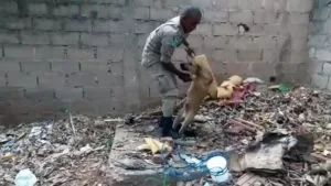 Leia mais sobre o artigo Bombeiros resgatam cachorro que caiu em fossa de casa abandonada no Cristo Redentor
