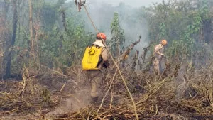 Leia mais sobre o artigo Queimadas: Bombeiros de três cidades vão reforçar combate a incêndios no Pantanal