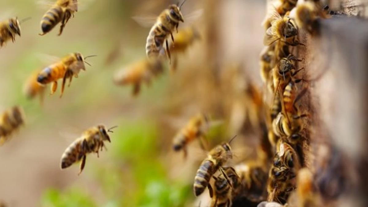 Leia mais sobre o artigo Idoso é socorrido por bombeiros após ser atacado por enxame de abelhas no Popular Velha