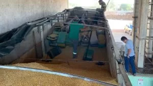 Leia mais sobre o artigo PF e PRF apreendem mais de 4 toneladas de maconha em carga de milho na fronteira