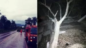 Leia mais sobre o artigo Queda de árvores fecham vias e causam danos em duas casas em Corumbá