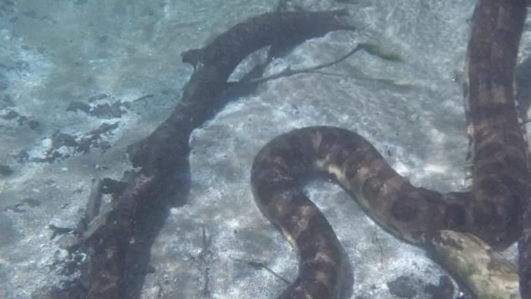 VÍDEO| Morador de Bonito fica cara a cara com sucuri de 8 metros