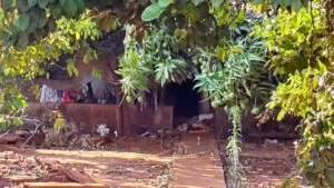 Leia mais sobre o artigo Perícia suspeita que cães mutilaram corpo de idosa encontrada morta em Campo Grande