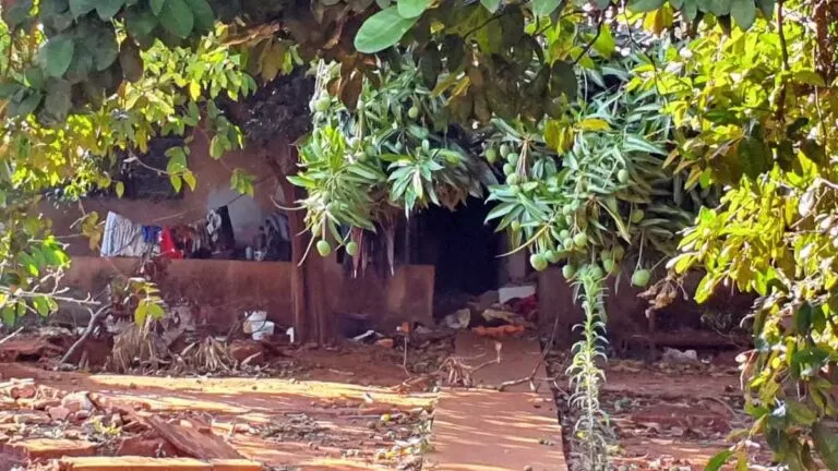 Perícia suspeita que cães mutilaram corpo de idosa encontrada morta em Campo Grande