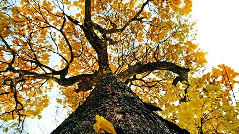 Frente fria pode chegar no início da Primavera e amenizar temperaturas em MS