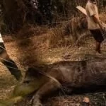 Unidade móvel vai atender animais atingidos pelas queimadas no Pantanal