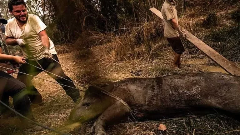Unidade móvel vai atender animais atingidos pelas queimadas no Pantanal